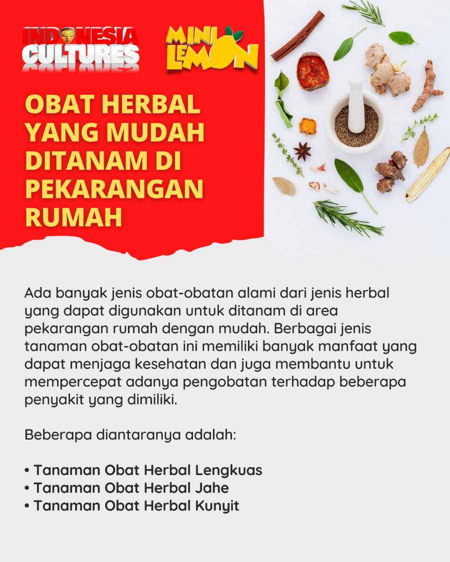 Tanaman Herbal Yang Mudah Ditanam Di Pekarangan Rumah 3247