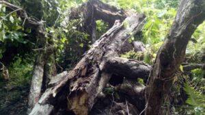 Read more about the article Pohon Cengkih Afo Asal Maluku Kisah Penyitas Extirpatie VOC