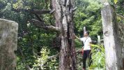 Pohon Cengkih Afo Kisah Penyitas Extirpatie VOC