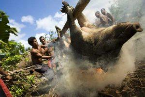 Read more about the article Peran Babi dalam Adat Papua, Mas Kawin Hingga Tabrak Babi