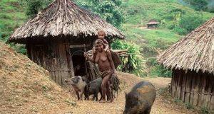 Peran Babi dalam Adat Papua, Mas Kawin Hingga Tabrak Babi